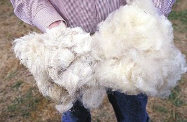Nguồn gốc của vải len